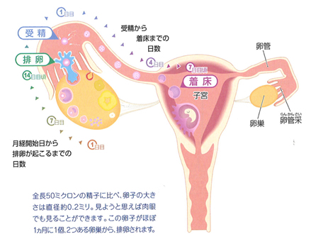 妊娠の成立とは