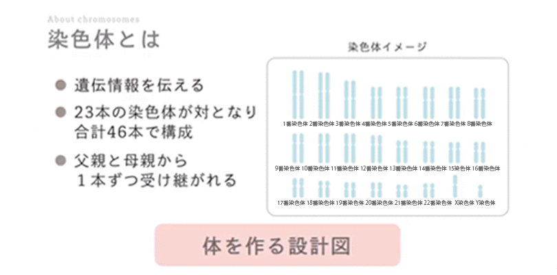 染色体とは