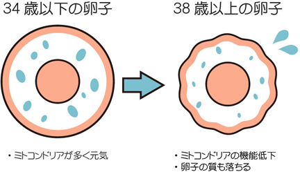 卵子の老化