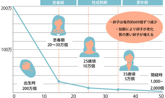 卵子数の減少